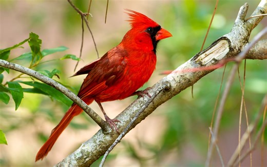 7 Ways to Attract Cardinals So You Can Enjoy Their Beauty in Your Yard