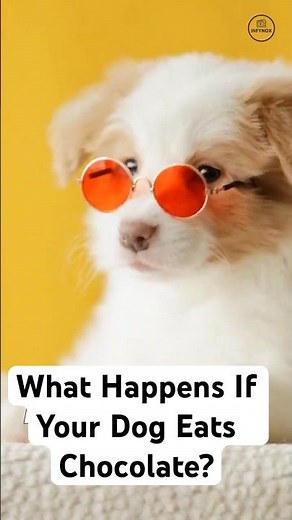 What Happens If Your Dog Eats Chocolate?