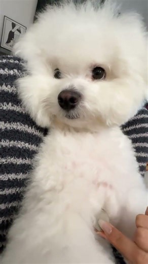 Authentic Zhu Yu Gua Sha Dog Sculpture - Bichon Frise Edition