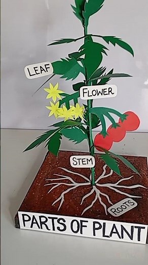 3D Parts of a Plant 🌱 | School Project | Science Fair Champion 🏆
