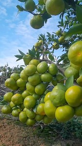 Agriculture is far more than farming. It’s business. It’s science. It’s engineering. It’s energy. It’s information. It’s health care. It’s technology #Agribusiness #agriculture | Chrisstal FARMS.