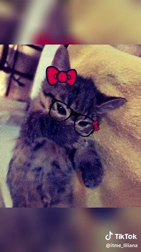 Cool Cat Profile Pictures for Social Media