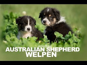 Australian Shepherd Welpen Compilation