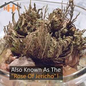 Don't miss our biggest SALE of the year this Black Friday! Get The One Of A Kind Rose Of Jericho for 30% OFF today! Use coupon code ROSE30 at checkout to redeem! 🛒 The Rose of Jericho grows in the desert, sucks up all the water, and then when there is nothing left, it rolls up and blows around the desert until it stumbles upon another body of water. Give the Rose of Jericho the water it needs and magically bring it back to life! 💦🌱 | Humble Household