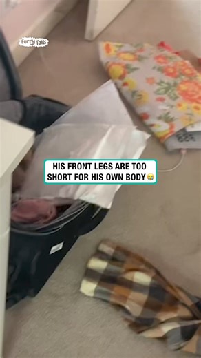 Dog's front legs are too short for his own body | Furry Tails