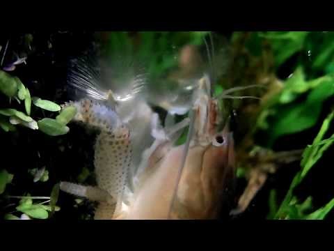 Vampire Shrimp / Atya Gabonensis / Giant African Filter Shrimp / Gabon Shrimp