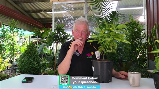 2.9K views · 12 reactions | Hello Hello Plants & Garden Supplies on Reels | Facebook