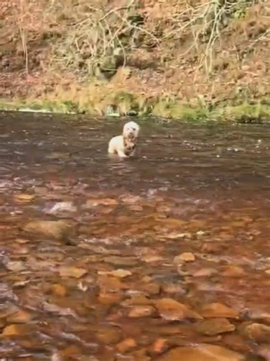 6 mile walk with family,Bryson didn't want to come out of the freezing water #fypppppppppppppp #animalsoftiktok #PetsOfTikTok #tik_tok #dogsoftiktok