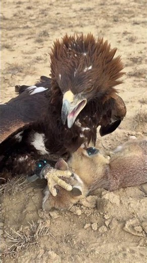🦅 Incredible Wildlife Moment: Eagle and Fox in Nature | 독수리와 여우의 자연 속 만남
