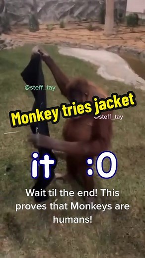 Monkey's Hilarious Jacket Attempt