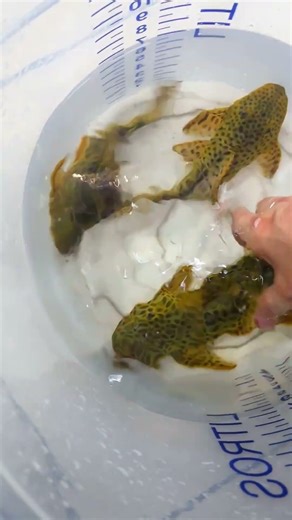 Hypostomus fuscomaculatus