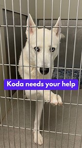 Koda was raised with love, but sometimes life gets hard 💔 His family, facing health struggles and hard choices, brought him to the shelter so he could have a better chance.Koda is housebroken, knows his commands, loves kids, and even lived with a cat. He’s energetic, affectionate, and always up for a belly rub or a yard to explore. 🐾Now he’s looking for a new beginning. Can you help him find it? 💚📍 Adopt Koda at Animal Friends of the Valleys�🔁 Share to help him find his forever home#AdoptKo