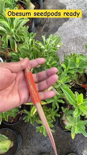 Adenium Obesum seeds ready #desertrose #adeniumobesum #adeniumarabicum #adeniumcaretips