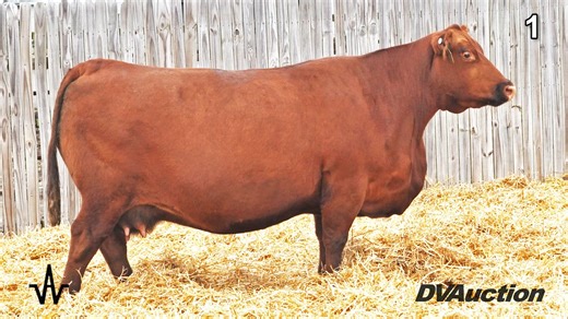 Andras Stock Farm - The Andras Kind Red Angus Female Sale Live Event Starts: 11/01/25 01:00 PM (CDT) At their ranch in Manchester, IL Watch live or Bid online at DVAuction.com! Be sure to register to bid online EARLY! Check out the catalog, sale videos, and bid/watch online at ➡ https://www.dvauction.com/events/244279-andras-stock-andras-kind-red-angus-11-1-25 Maximum Bids can also be placed if you are unable to watch. For any help or questions with the bidding process please contact our office 