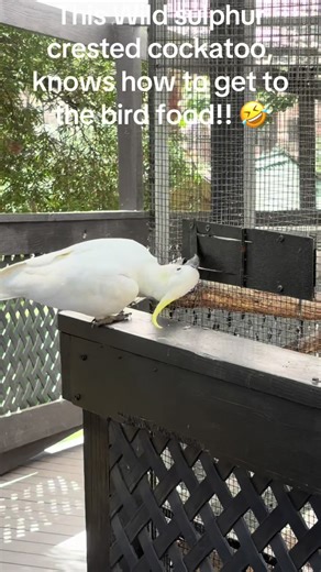 #bird #birdsoftiktok #cocky #sulphurcrestedcockatoo #animals