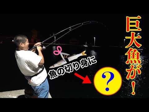 釣れた魚の切り身を投げて放置してたら・・・