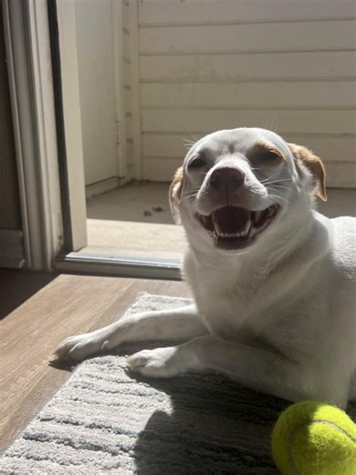 Is Doodlebug Tough Enough?