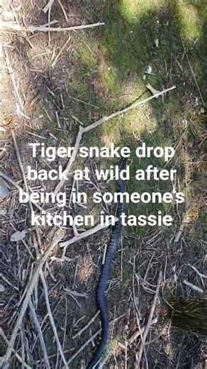 Tiger snake Tasmania released back to wild