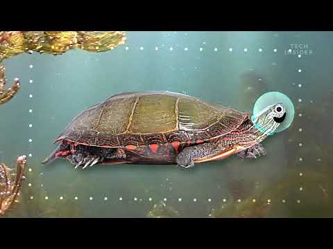 What’s inside a turtle shell