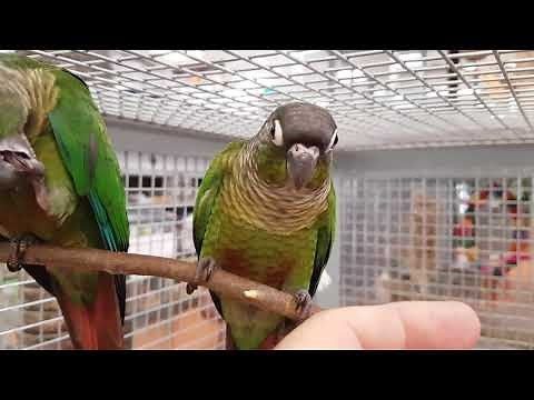 Conure à joues vertes "Pyrrhura molinae" - EAM - Bague 025