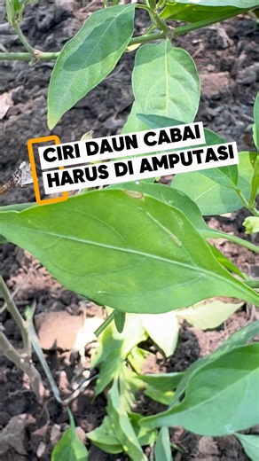 Bentuk dan warna daun cabai yang harus di Amputasi