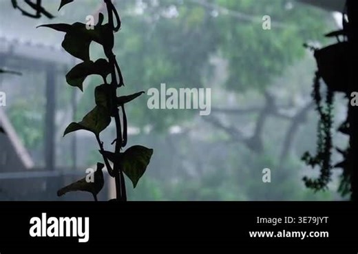 Heavy rain accompanied by strong winds. A thunderstorm hit the residential area Stock Video Footage - Alamy