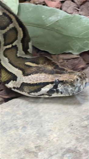 Giant Blood python slithering in Singapore zoo! 😨 #reptiles #snake #python #animals #zoo
