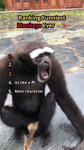 Funniest Monkeys Ever 😂🐒 (Caught on Camera) #viral #funny #funnyfails #hilariousfails #top5