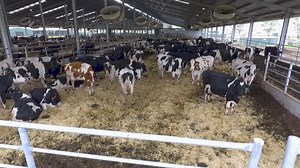Please meet The Dee family, Clydevale Holsteins from Northern Victoria The farm houses 500 Holstein dairy cows in a compost robotic dairy barn with 8 Lely Astronaut A5 milking robots. Before Lely robotics, they operated in a 22 swingover herringbone which from two milkings a day required around 10 hours in the dairy a day. The family speak about how the previous setup "didn't really leave a lot of time for any outside work, let alone having any kind of lifestyle." | Lely | Facebook