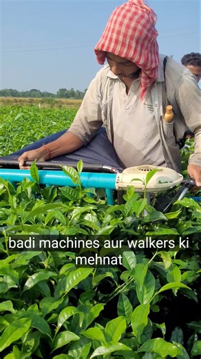 tea plucking machine | tea cutting machine #farming #agriculture #farmer #chaipatti #shortvideo