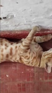 My Rimpy is in Dispreson😋