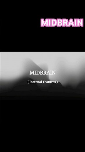 Midbrain Internal features- Level of Superior Colliculus #drawwithme #midbrain