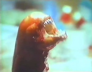 Alien on ABC Sunday, 1989 | Horror Ads