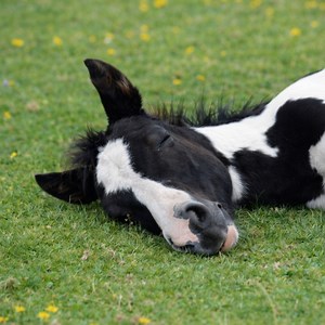 Horse Sense on Reels