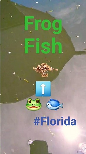 Frog Fish #florida #fishing