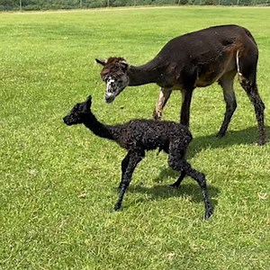 4.4M views · 8.8K reactions | Baby alpaca taking her first steps is everything you need to see today! ❤️珞 ViralHog | MetDaan Animals | Facebook