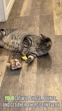 Migipaws MigiMouse Review 🐭 | The Cutest Interactive Cat Toy EVER?! Motion Activated + Cat Tested!