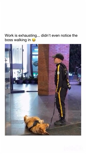 Yes sir 😅🫣 #fblifestyle | Golden retriever lover