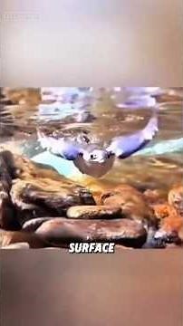 This Tiny Bird Is Diving Underwater to Catch Fish