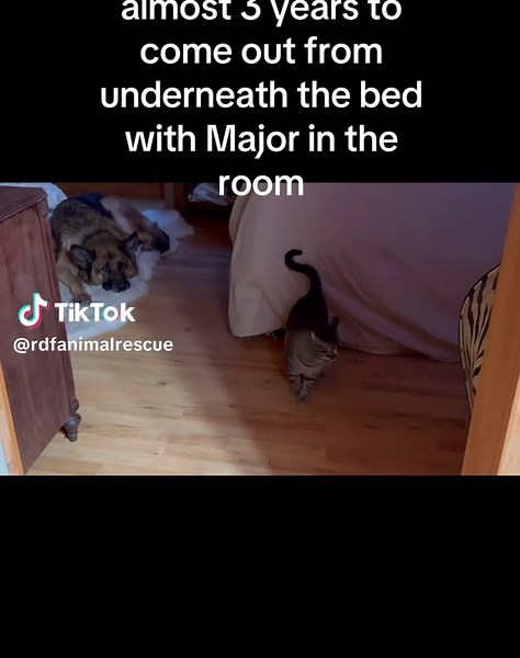 She’s getting more confident. For now. 😬#rescuefarm #rescuecat