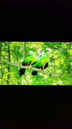 In The Night Garden green birds tune hd #tomandjerry #inthenightgarden #horridhenry