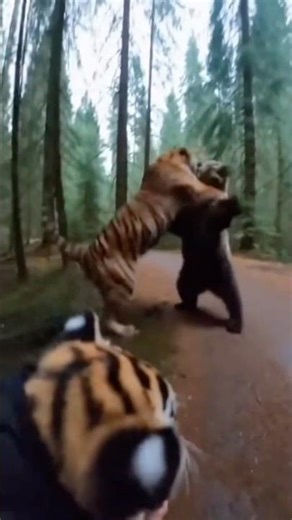 Save tiger cube|#banglareels #viralshort #animals