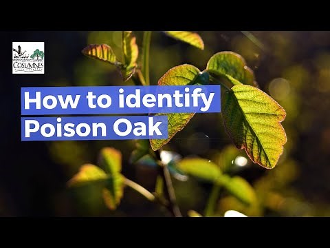 The Best Ways To Identify Poison Oak