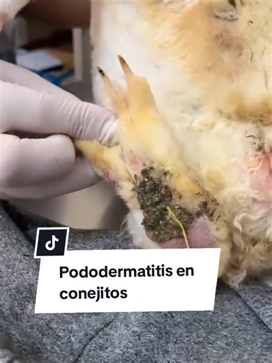 Prevención de Pododermatitis en Conejos