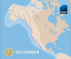 For birds migrating south on the "Pacific Flyway," the Bay Area is an important place to stop and take a break. The wetlands and diversity of habitats here offer refuge for birds of all kinds – it’s an avian paradise! Watch the route birds take on the Pacific Flyway, and learn more at openspacetrust.org/blog/pacific-flyway | Peninsula Open Space Trust (POST)