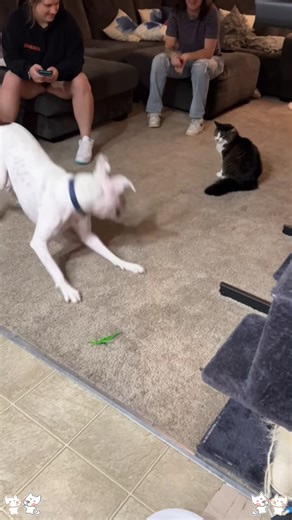 Understanding Why Dogs Fear Cats