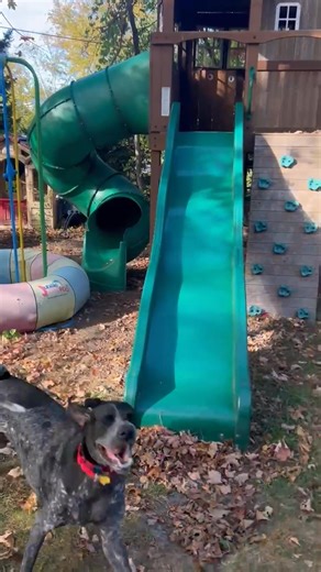 4 year old Blue came into our program because her owner died. She’s a very sweet dog who is currently being obedience trained as she has no filters! She’s house trained, loves kids, is remote collar trained. Blue is a dominant girl with other dogs so she won’t work well in a home with another dominant dog. She won’t tolerate a crate but will sleep all night in the same room as her people in an X pen. She’s high energy outside but settles in nicely once she is properly exercised. Please read the 