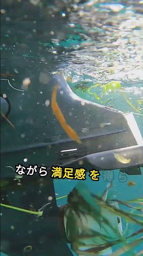 海苔の健康効果と栄養価を徹底解説！日常に取り入れるべき理由 #栄養 #雑学
