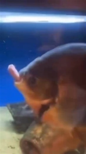 avg on Instagram: "日本利用压电瓷砖将脚步转化为电能。这些瓷砖捕捉来自你脚步的动能。当你行走时，你的重量和动作会对瓷砖产生压力。瓷砖会轻微弯曲，从而产生机械应力。瓷砖内部的压电材料将这种应力转化为电能。每一步都会产生少量电荷，而数百万步结合在一起就能产生足够的电力来驱动 LED 灯、数字显示屏和传感器。在像涩谷车站这样繁忙的地方，每天大约有 240 万个脚步为这一系统作出贡献。这些电能可以被储存或立即使用，从而减少对传统电力来源的依赖，并支持可持续的城市基础设施。这种方法将日常运动转化为实用的可再生能源 #日本 #知识 #事实 #你知道吗 #推荐 #科技 #创新 #历史 #技术 #实验 #热门"