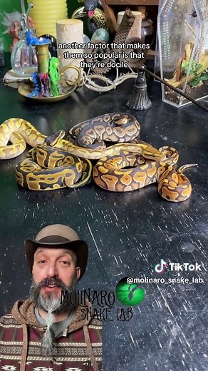 My First Ball Python - Snake Breeding, Spiders, and More!